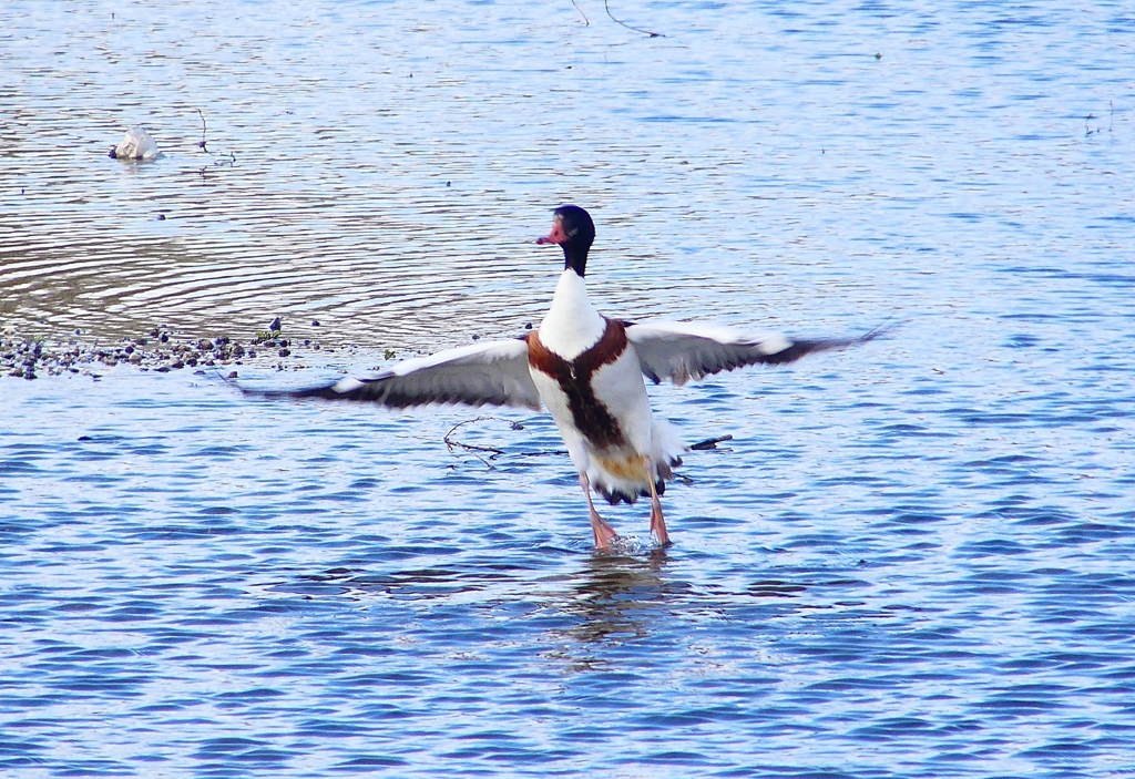 P4610342：ツクシガモ_R