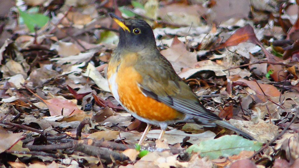 P1830296：オオアカハラ-07_R