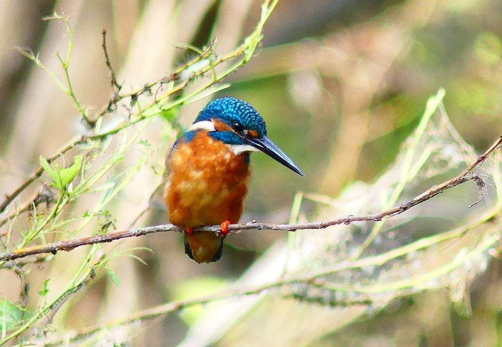 P4320130：カワセミ（オス）_R