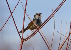P1840322：ウグイス_R