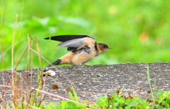P1030640：コシアカツバメ（幼鳥）_R