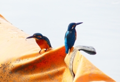 P4480389：カワセミ（オス）_R