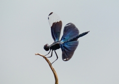P1070531：チョウトンボ_R