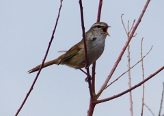P1850503：ウグイス_R