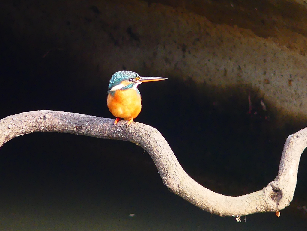 P4540809：カワセミ（メス）_R