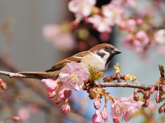 河津桜とスズメ