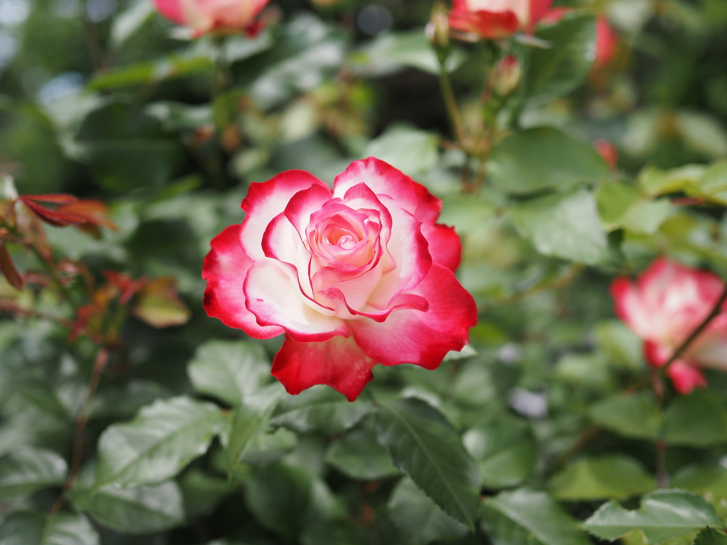 ガーデンローズ