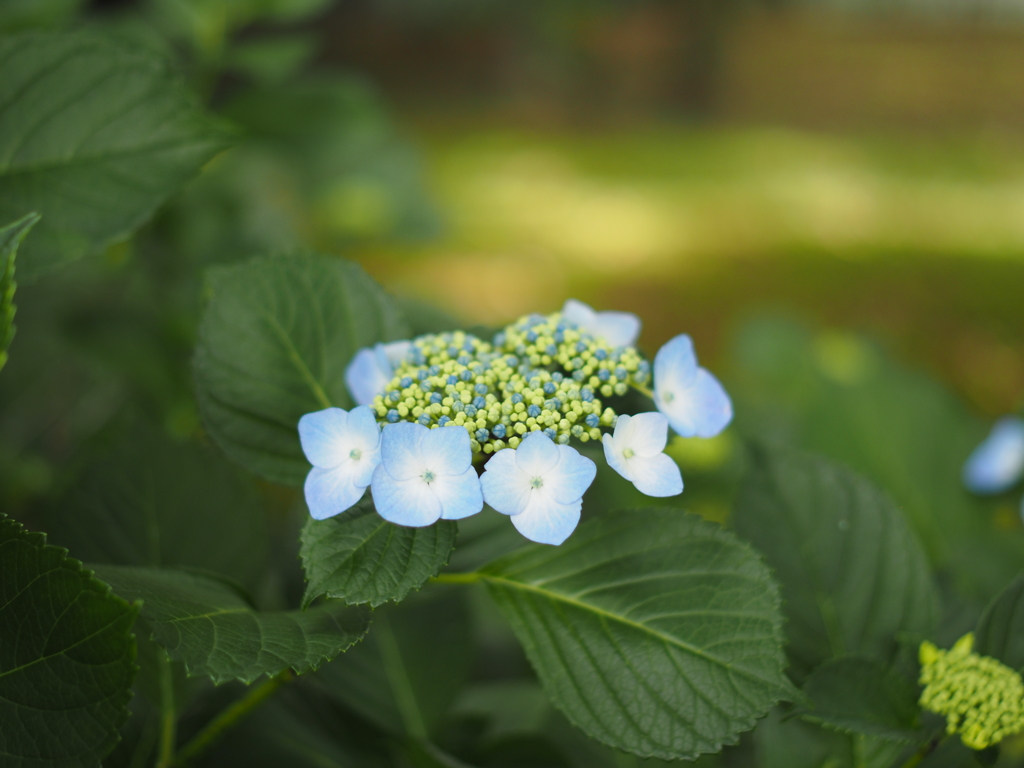 紫陽花