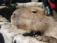 カピバラさん