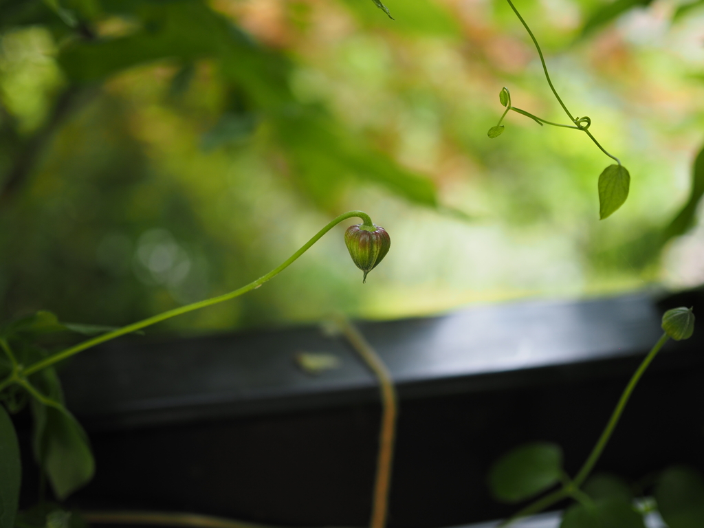 なんだろう…？