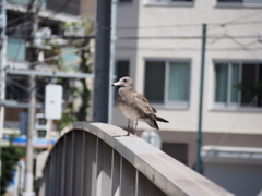 ウミネコの雛