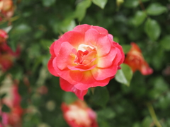 ガーデンローズ