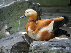 アカツクシガモ2