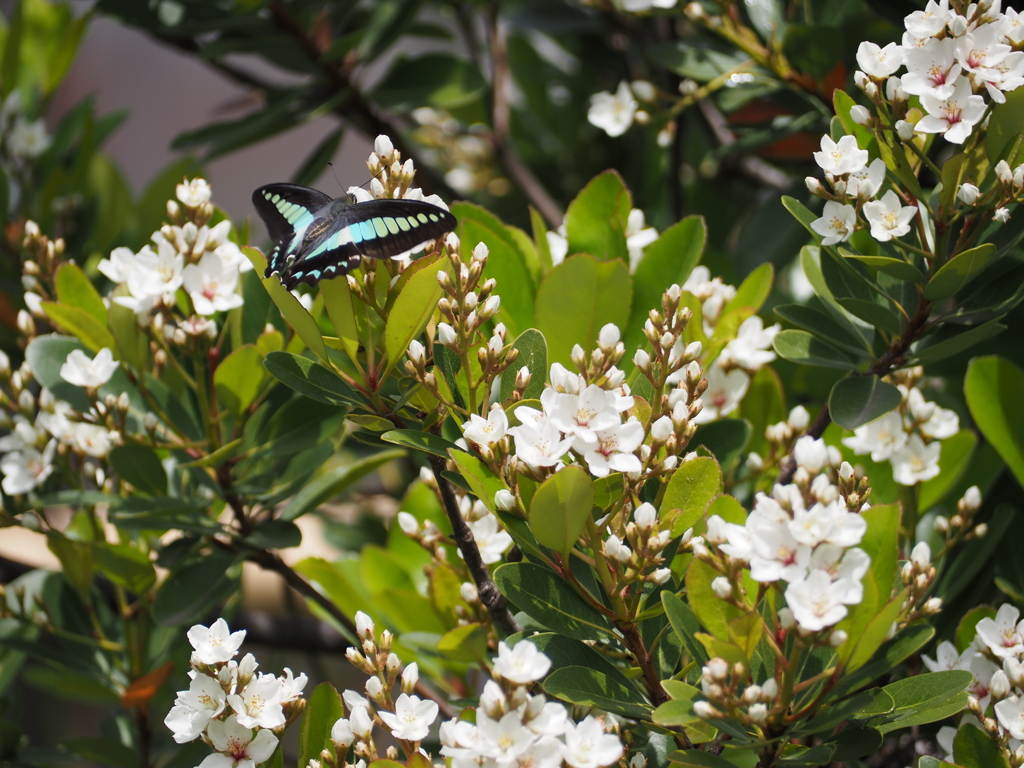 アオスジアゲハ