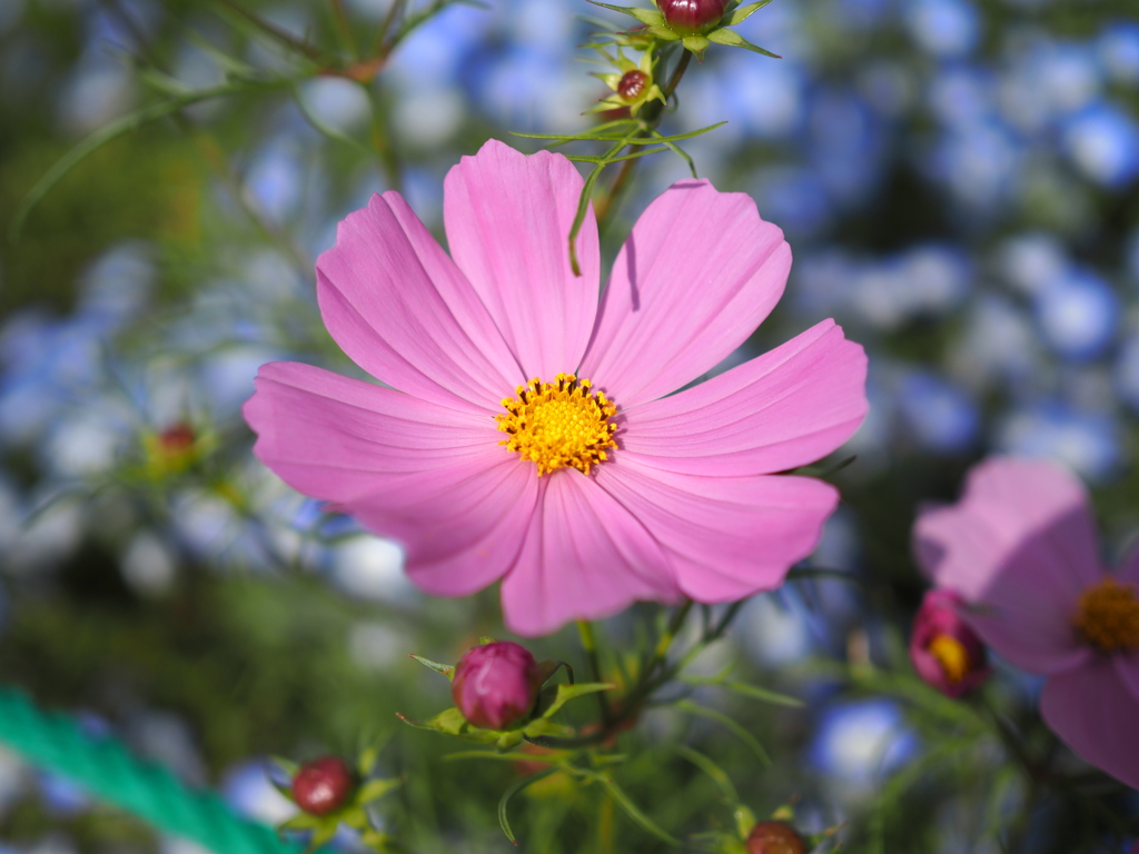 コスモス