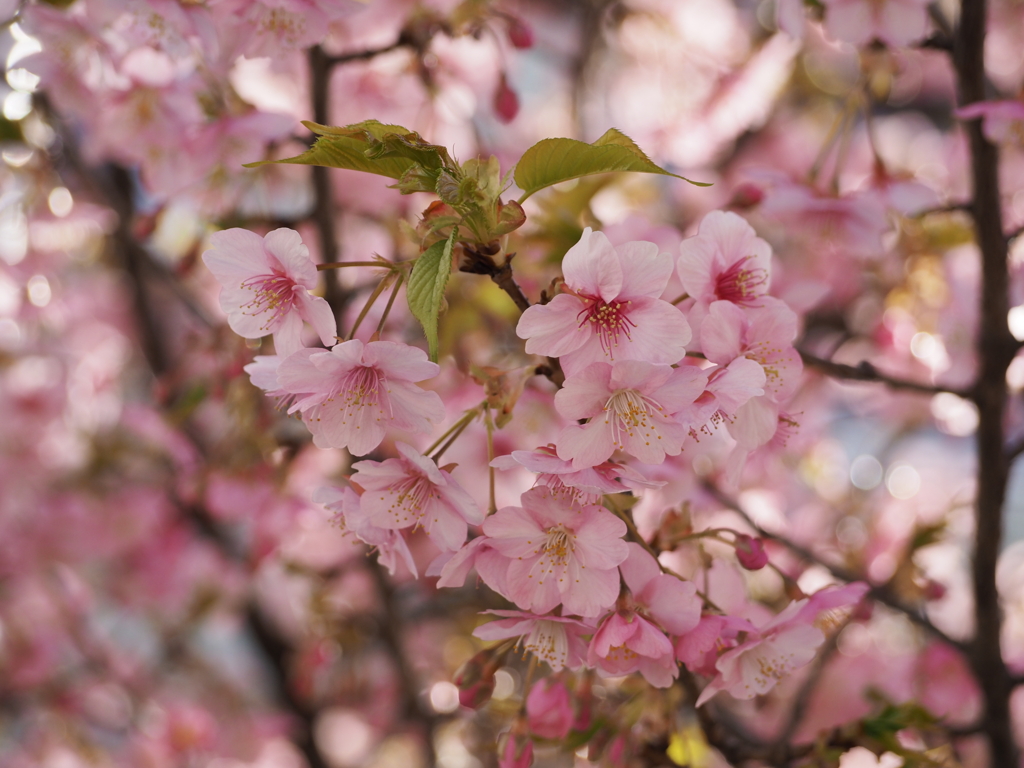 河津桜