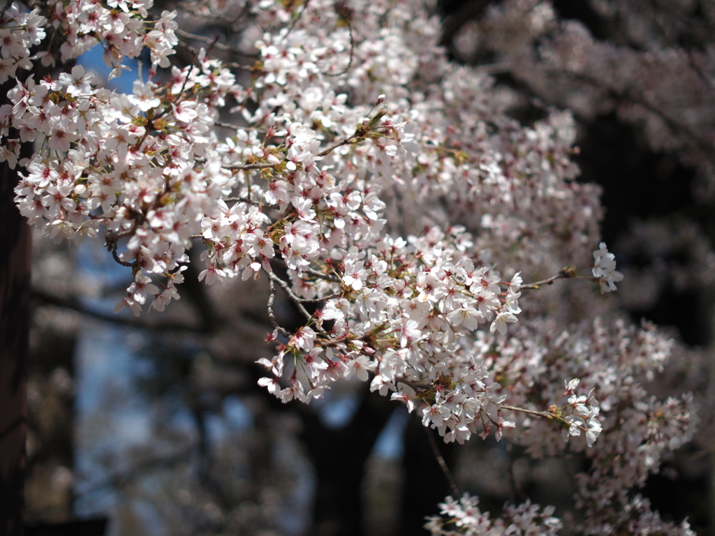 桜