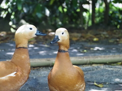 アカツクシガモ