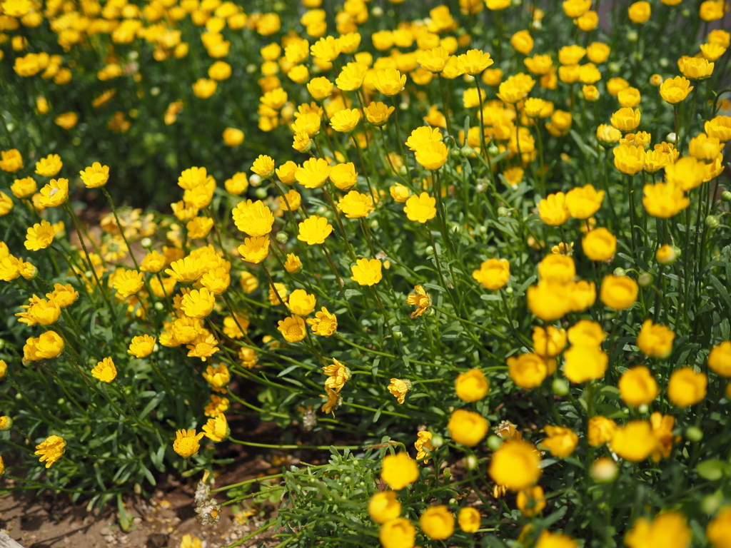 クリサンセマム