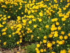 クリサンセマム