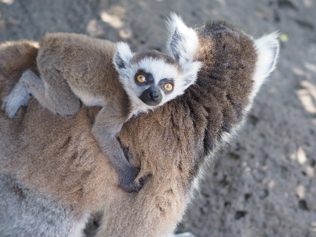 ワオキツネザルの赤ちゃん2