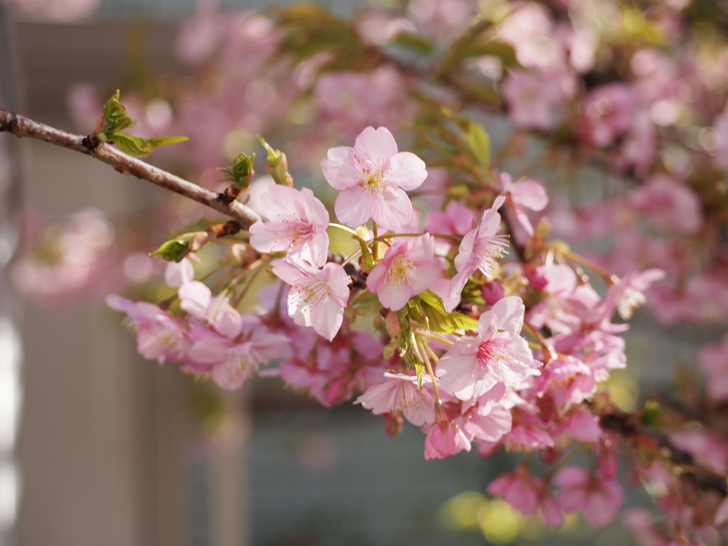 河津桜