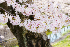 近場の桜（３）