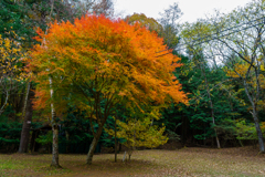 2025-11-14紅葉・四尾連湖・クラフトパーク1-4