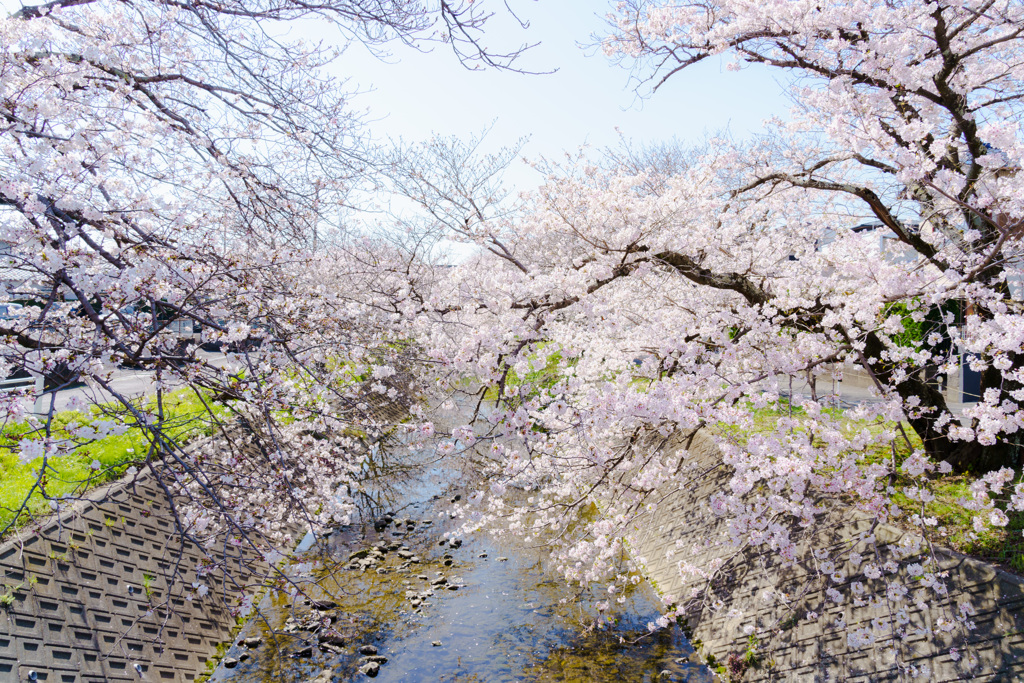 近場の桜（４）