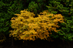 2025-11-14紅葉・四尾連湖・クラフトパーク1-3