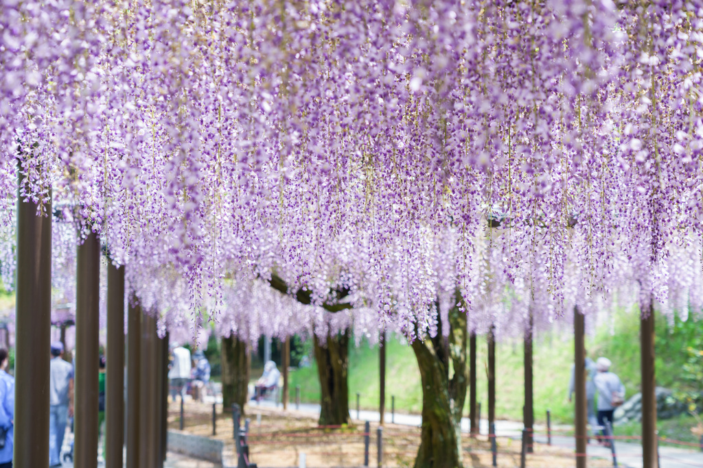 蓮華寺公園藤まつり