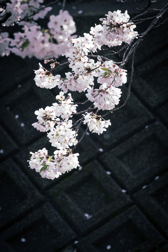 近場の桜(3)