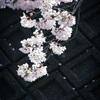 近場の桜(3)