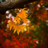 近隣の公園の紅葉