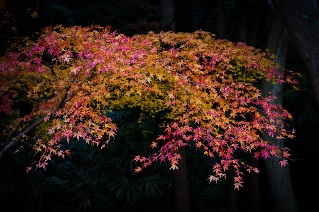 近隣の公園の紅葉(2)