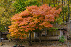 2025-11-14紅葉・四尾連湖・クラフトパーク1-15