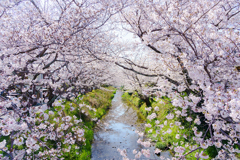 近場の桜（２）