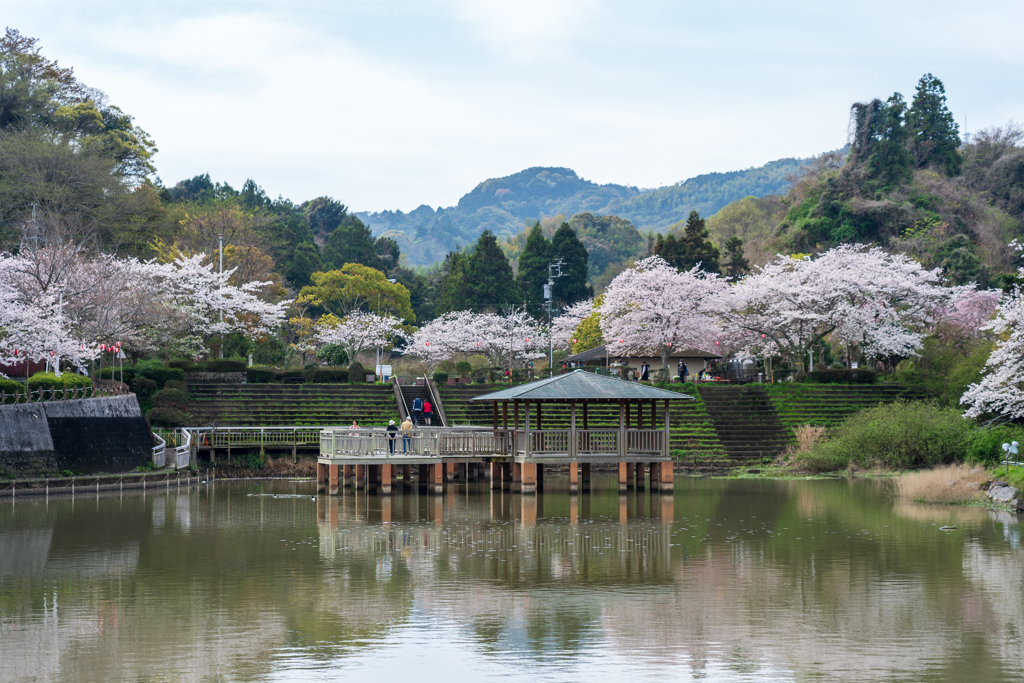 近場の公園の桜(2)