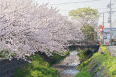 近場の桜（１）