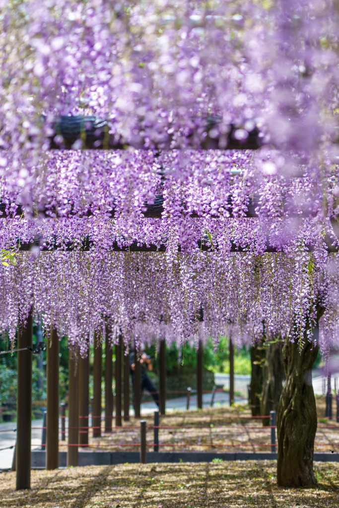 蓮華寺公園藤まつりvol２
