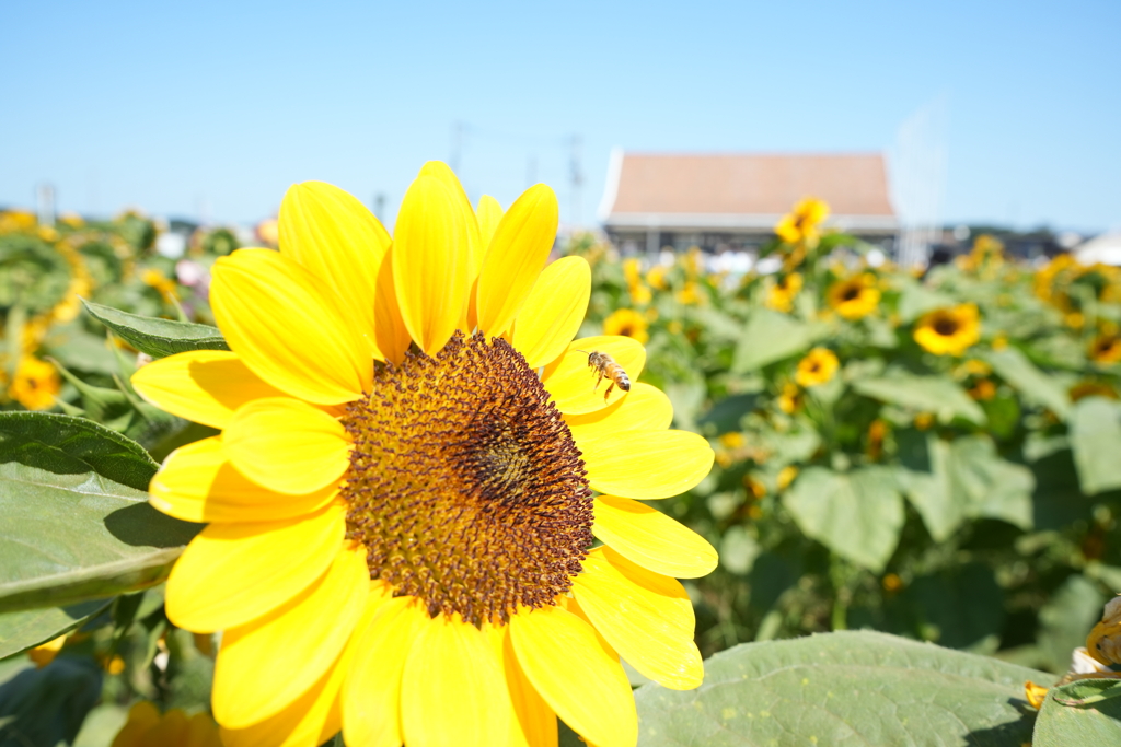 夏の蜜