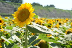 夏の風