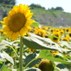 夏の風