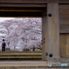 東北白河小峰城の桜 2