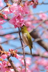 公園のカワヅザクラ　3