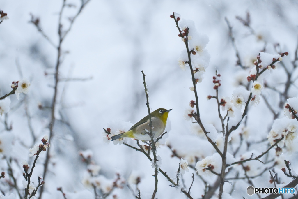 雪降り積もる梅にメジロがいた