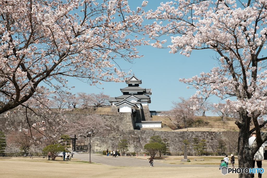 東北白河小峰城の桜 1