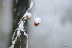 タンキリマメに雪降り積もる