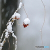 タンキリマメに雪降り積もる