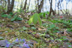 里山の目覚め 2